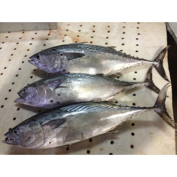 W / R Super Gefrorene Black Skipjack Fisch